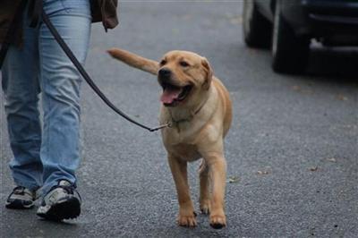 Kinship Dog Trainers 